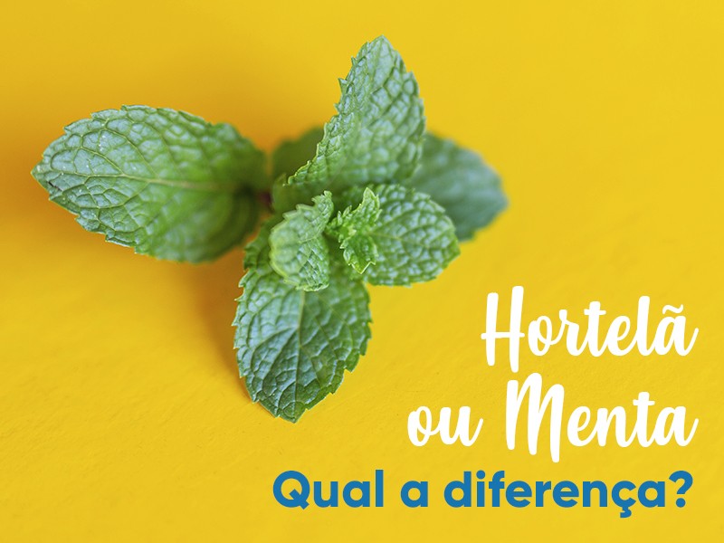 Hortel ou Menta: qual a diferena?